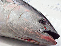 Atún Rojo